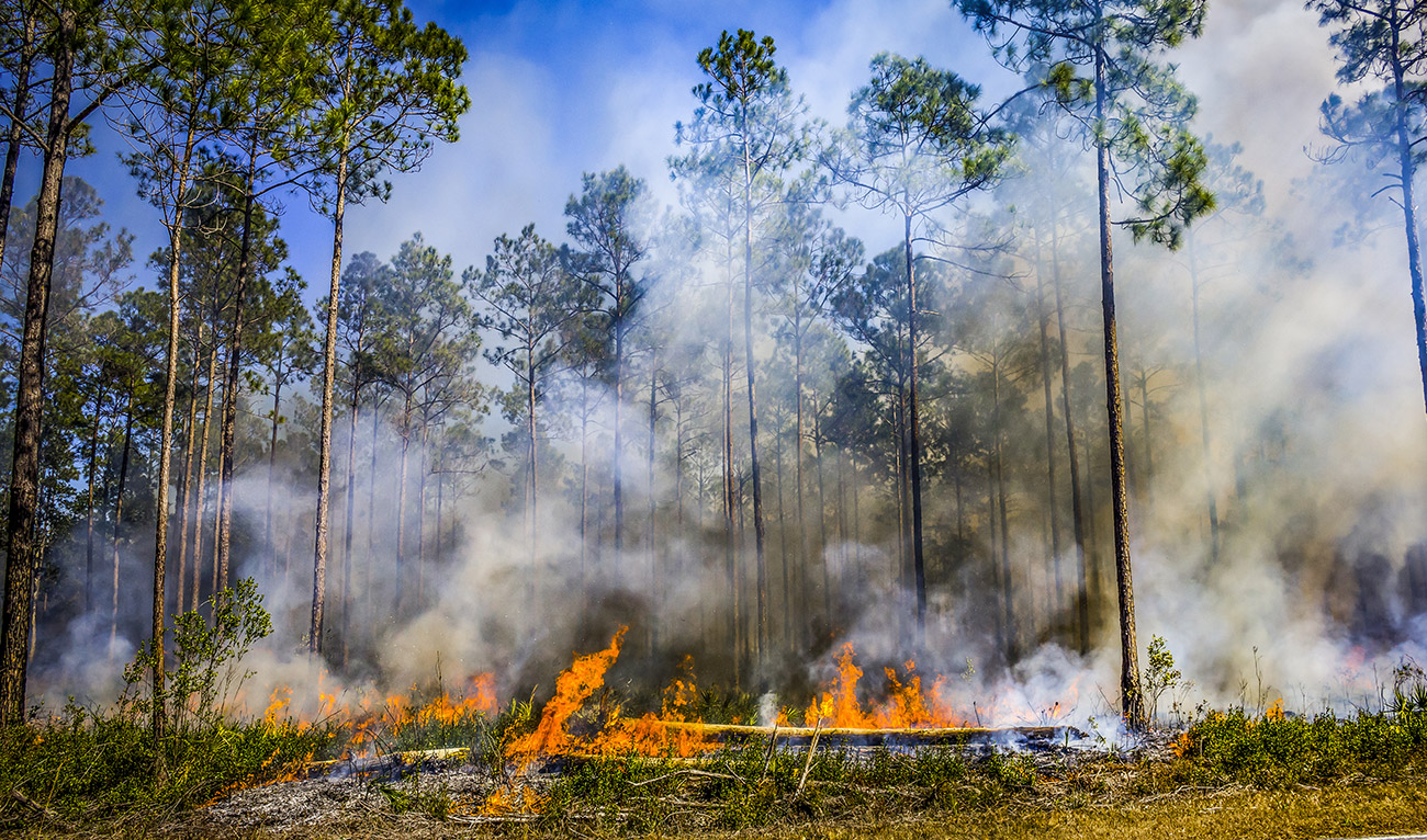 Pine forest fire